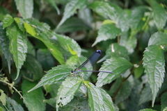 Psolodesmus mandarinus dorothea