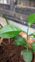 Magnoliopsida