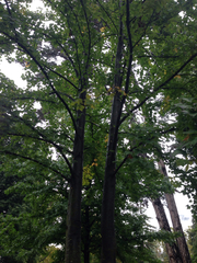 Liquidambar