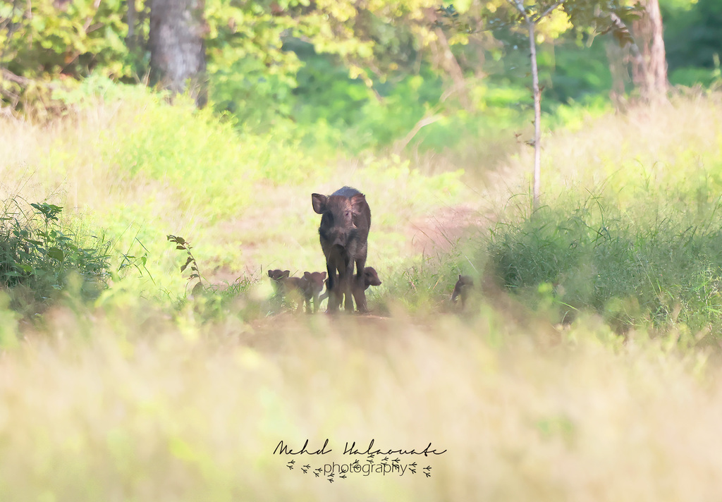 Java Warty Pig (Sus verrucosus)