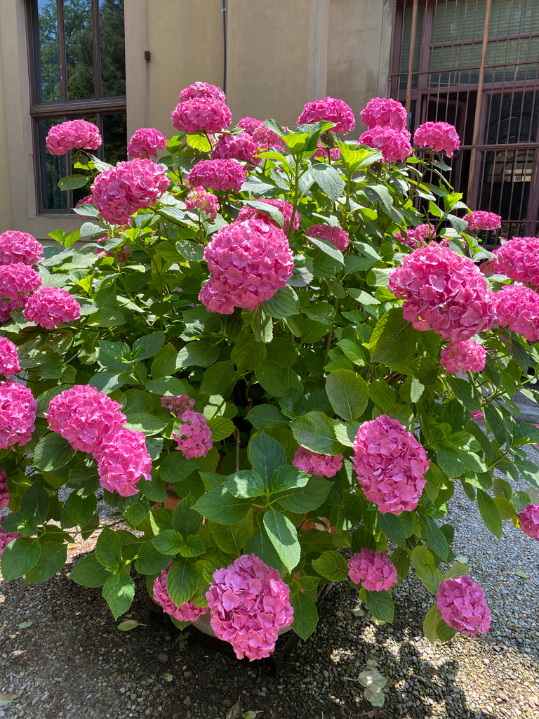 Hydrangea