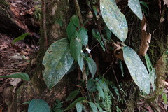 Monopyle maxonii