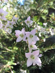 Boronia floribunda