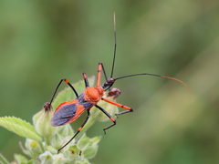 Poecilobdallus formosus