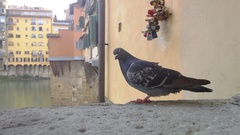 Columba livia