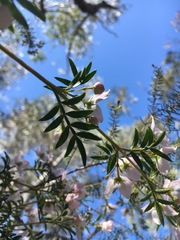 Boronia floribunda
