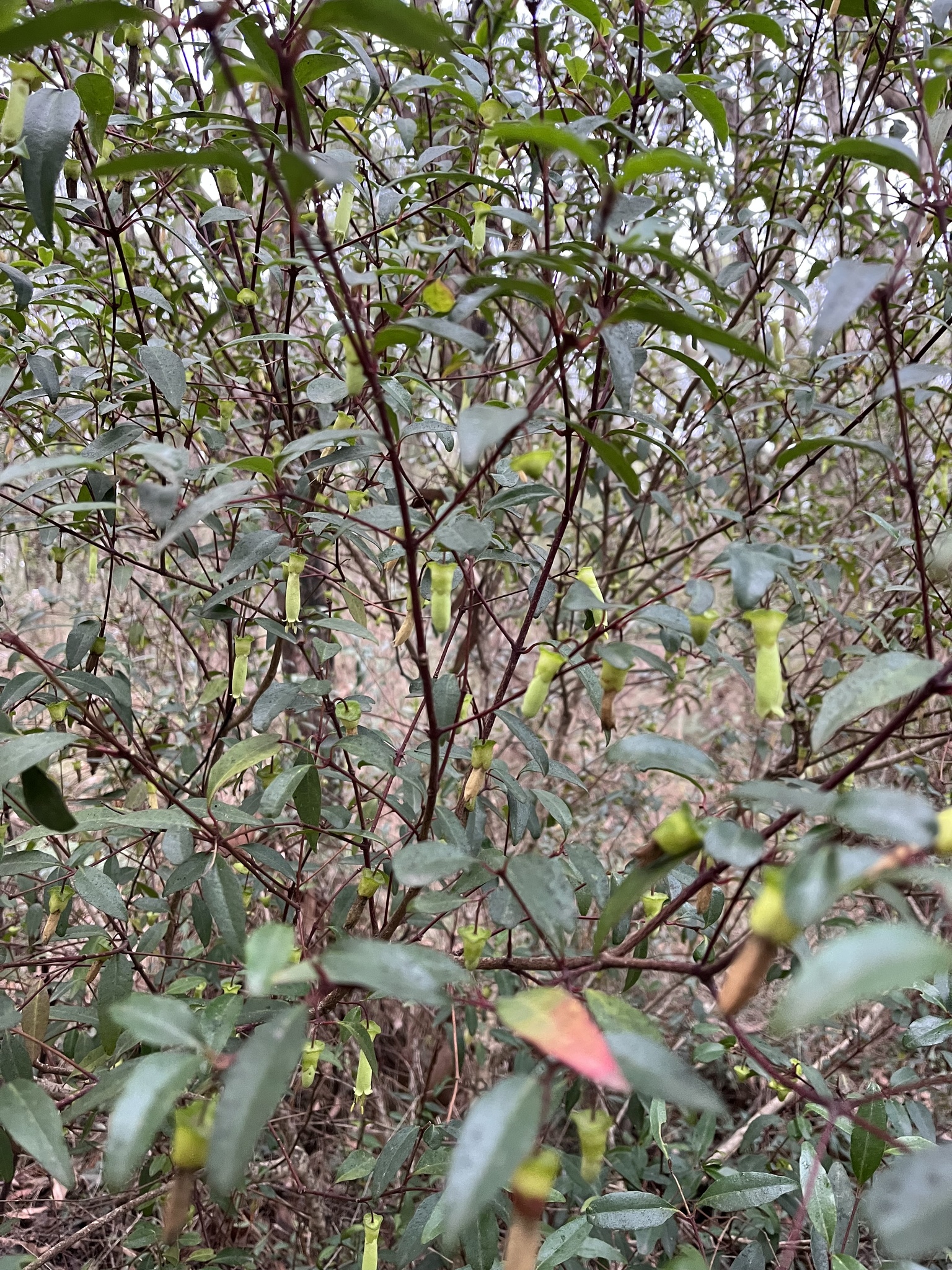 Chef's Hat Correa (Correa bauerlenii)