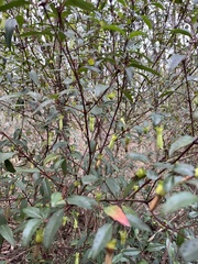 Correa bauerlenii, photograph c_knut_lord, CC BY, iNaturalist via GBIF