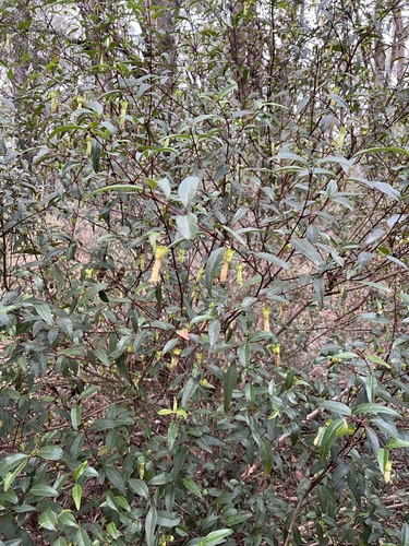 Correa bauerlenii, photograph 3