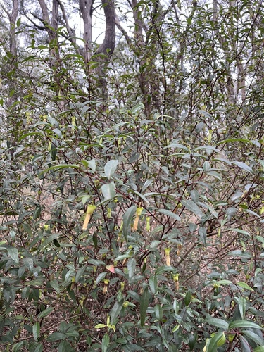 Correa bauerlenii, photograph 4