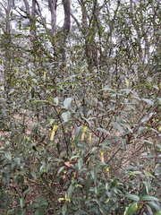 Correa bauerlenii, photograph c_knut_lord, CC BY, iNaturalist via GBIF
