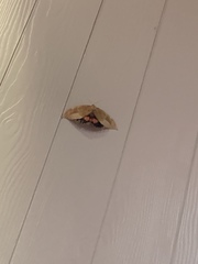 Phyllodes imperialis smithersi