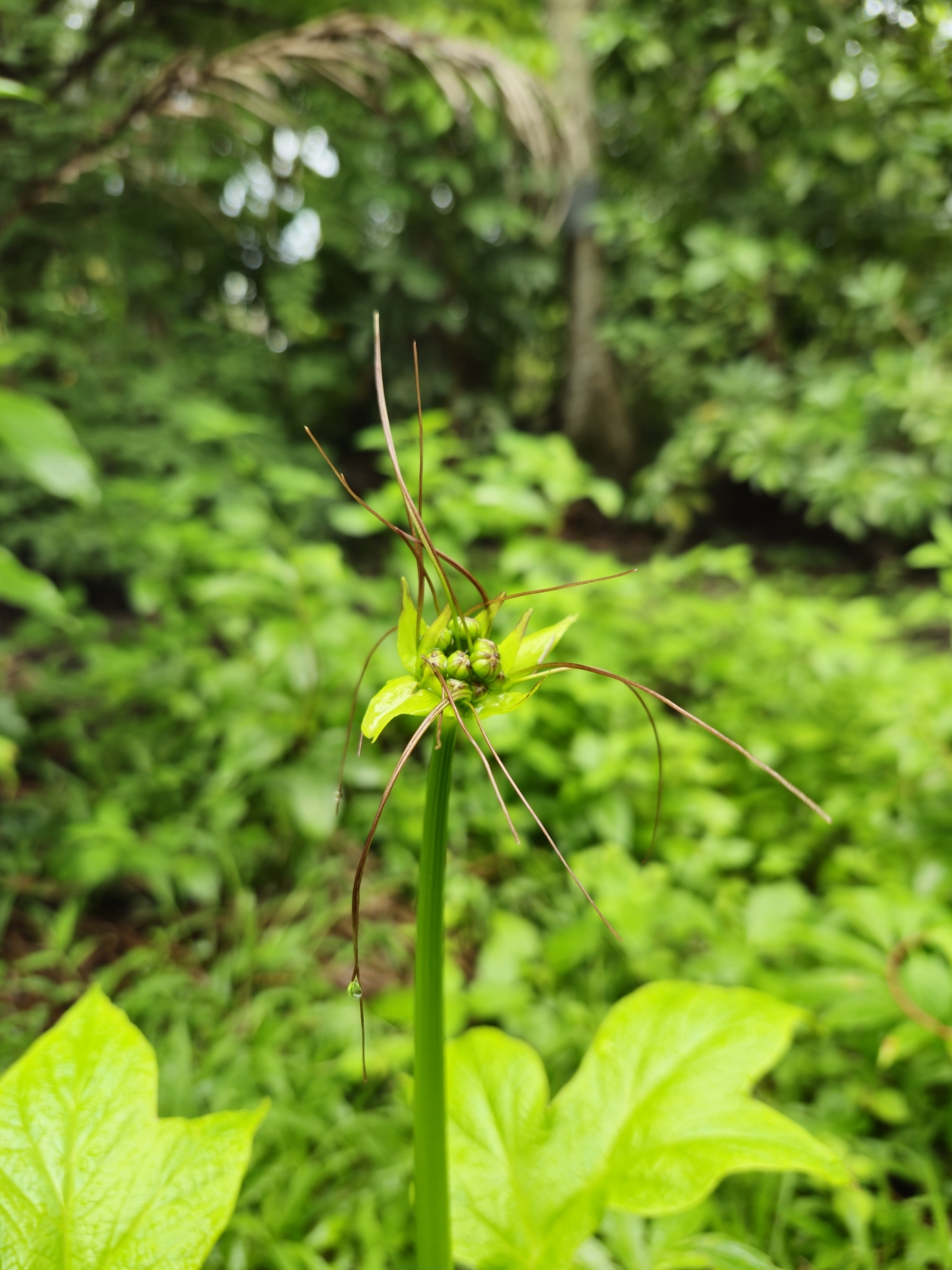 Tacca leontopetaloides — ảnh 2
