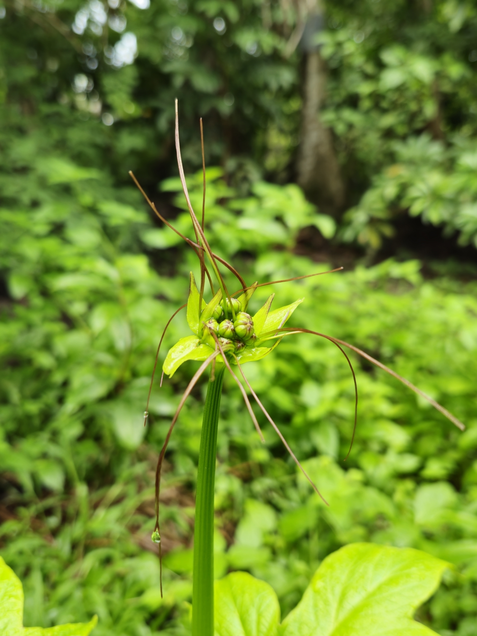 Tacca leontopetaloides — ảnh 3