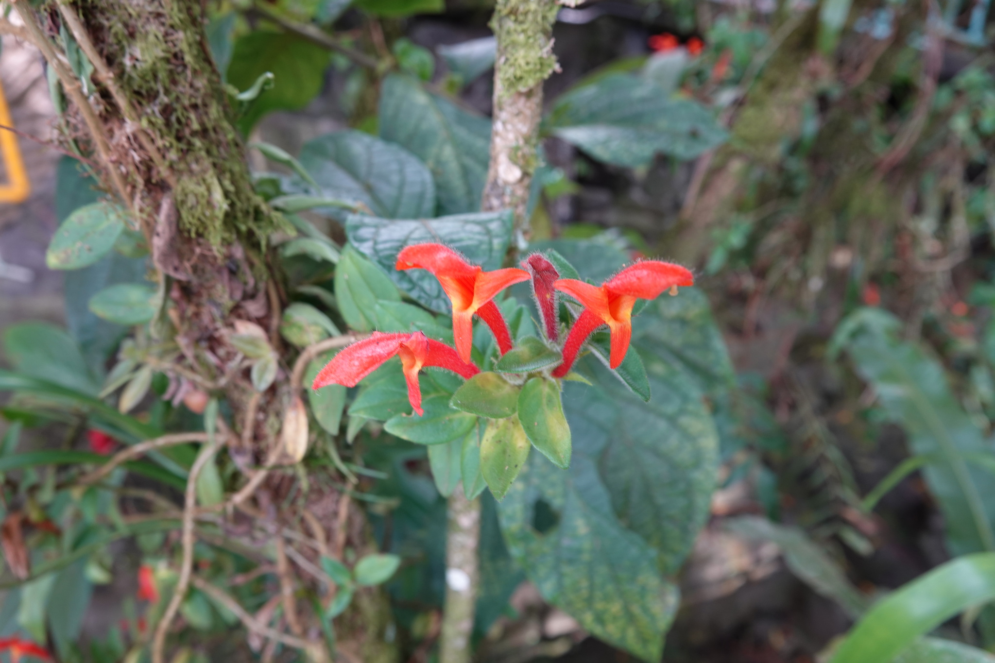 Imagem de Planta Batom
