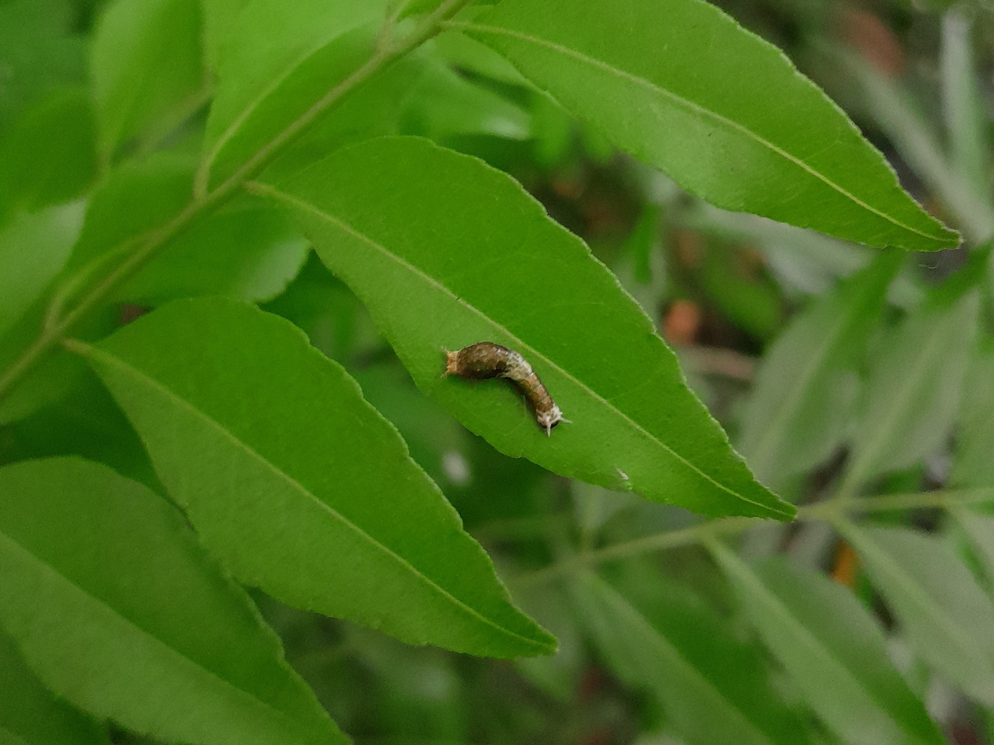 Common Mormon