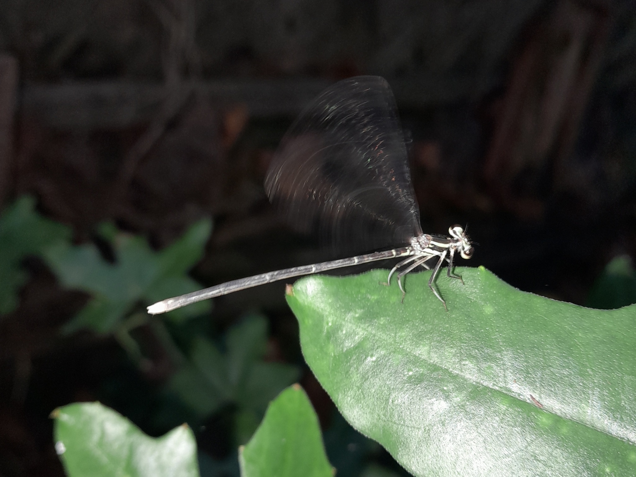 Black-Kneed Featherleg