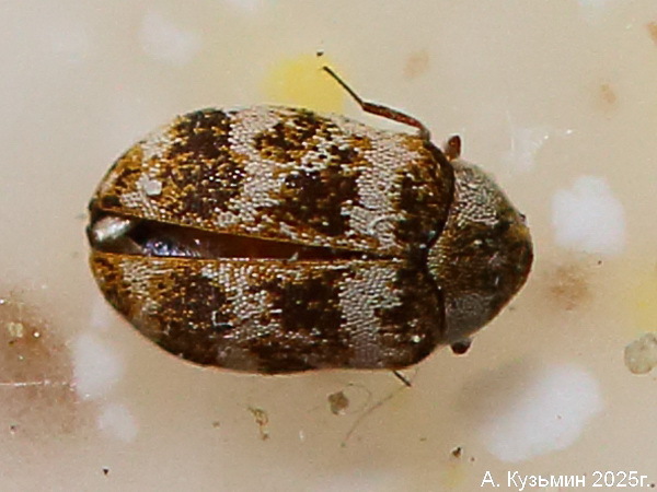 Кожеед Anthrenus coloratus