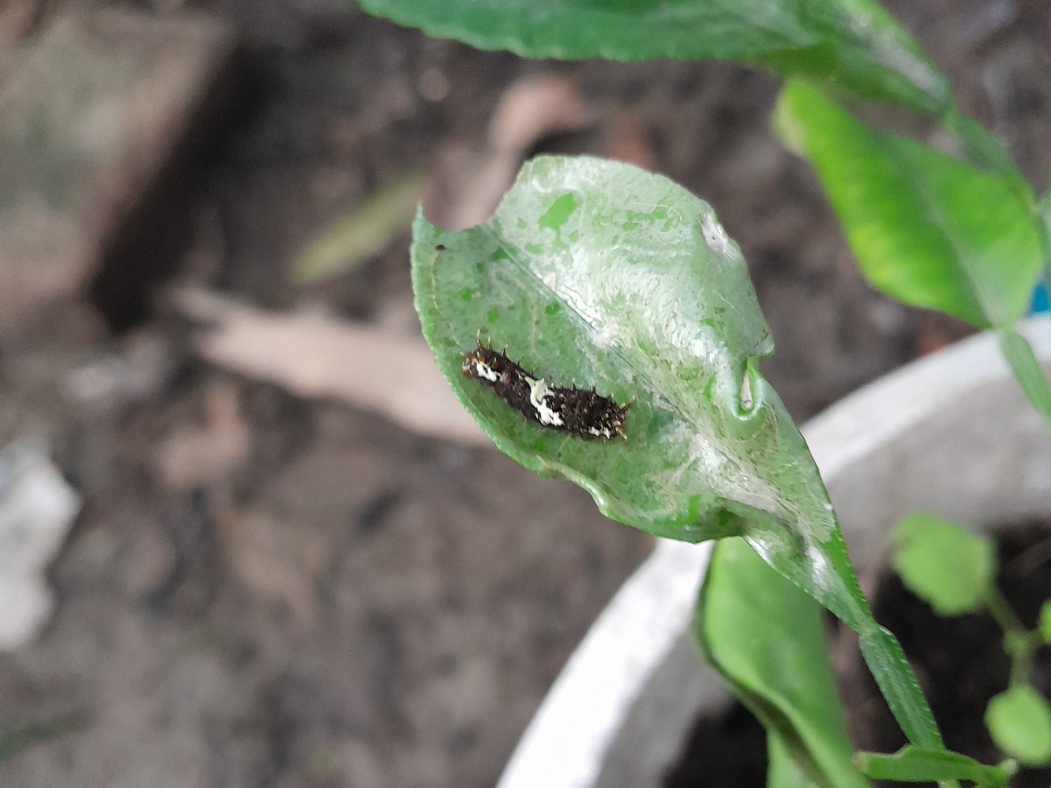 Lime Swallowtail