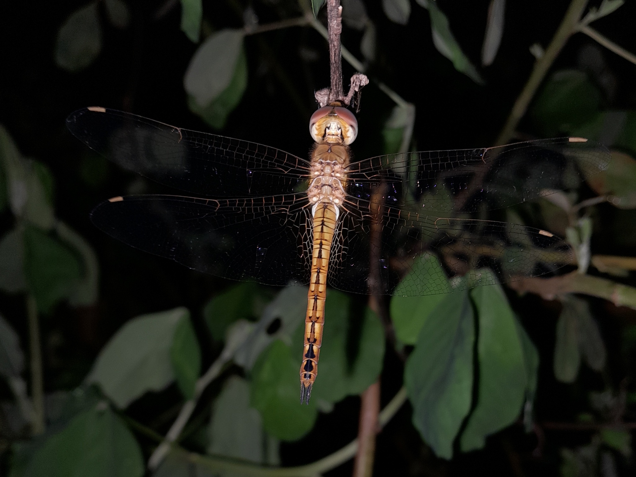 Globe Skimmer