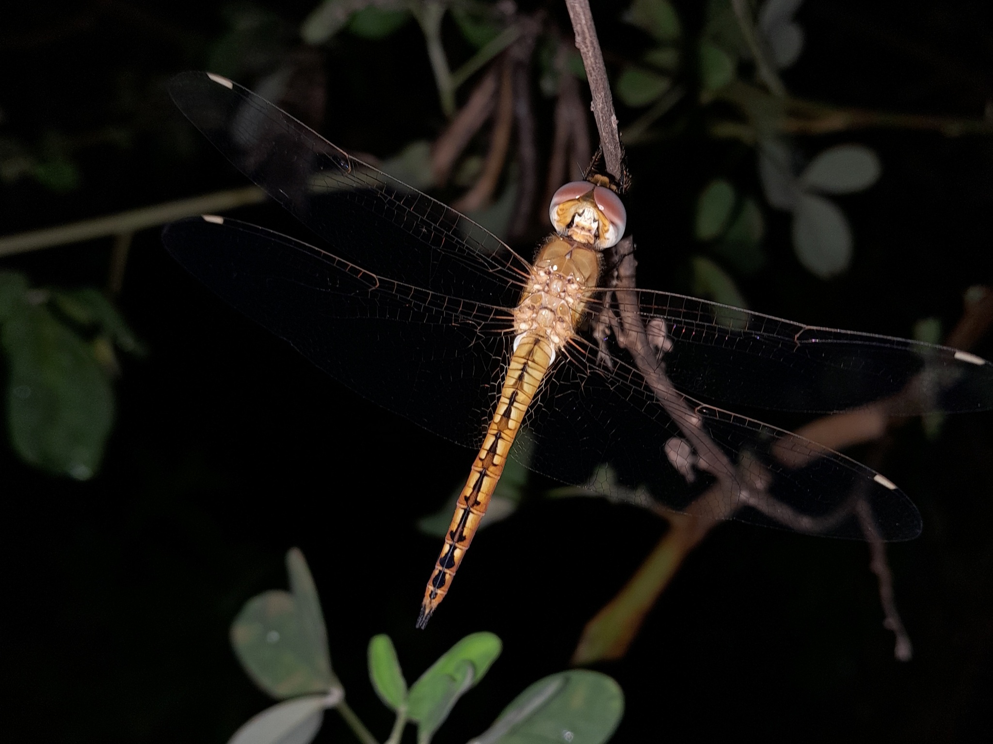 Globe Skimmer