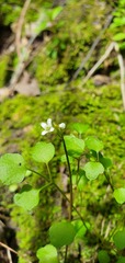 Cardamine corymbosa