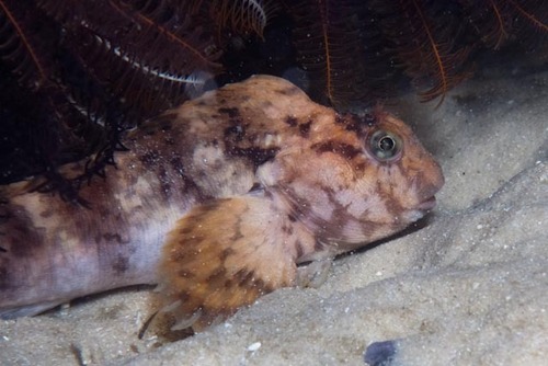 Losse-huid-slijmvis (Chalaroderma capito) — Blenniidae — 5