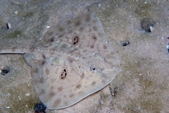 Biscuit Skate photo 4