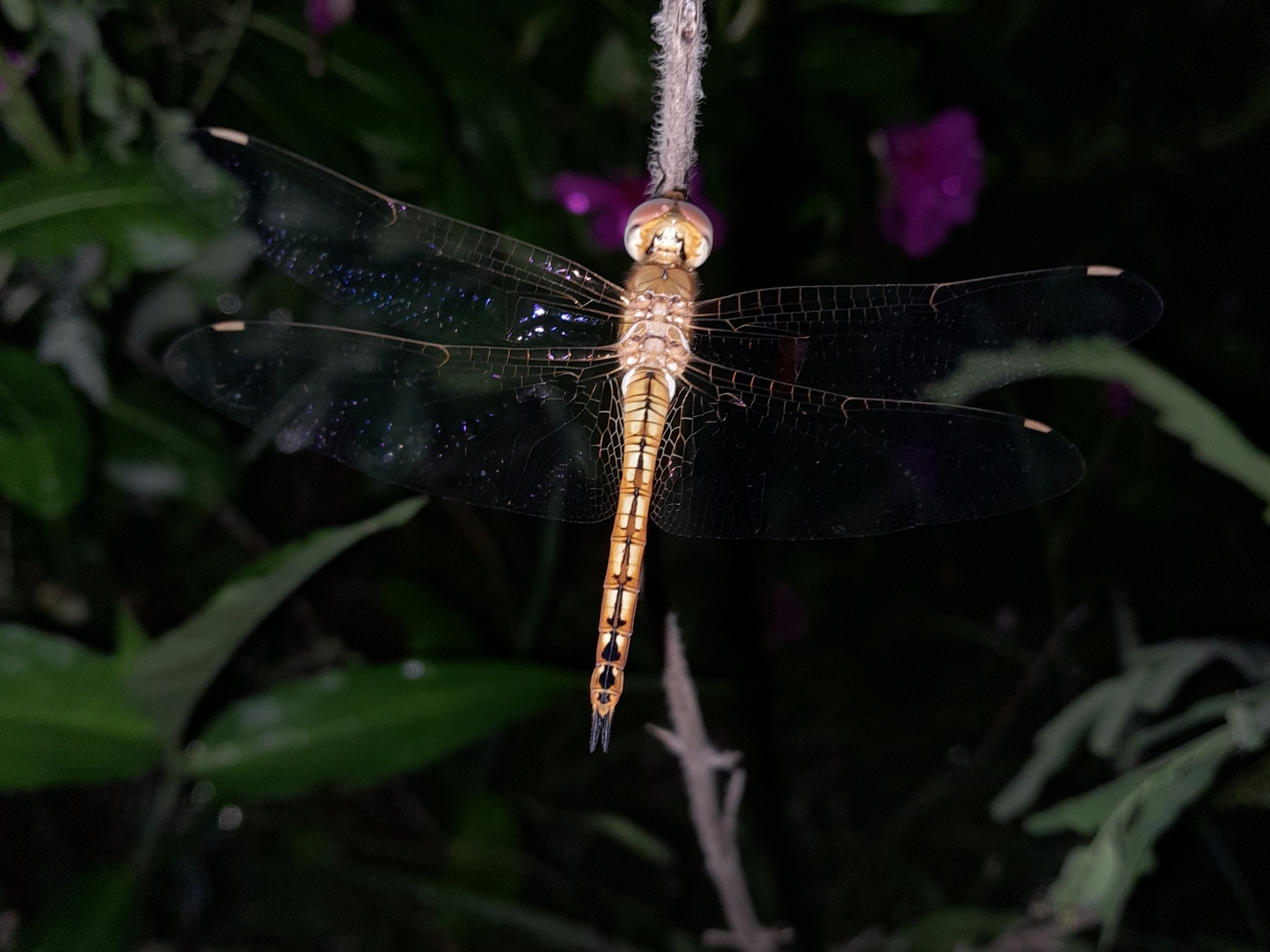 Globe Skimmer