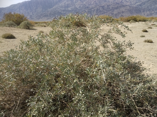 Nitraria sibirica (Nitraria sibirica)