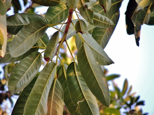 Ficus sansibarica, photograph 5