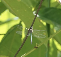 Hemicordulia eduardi