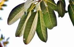 Ficus sansibarica, photograph (c) i_c_riddell, some rights reserved (CC BY)