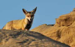 Vulpes vulpes arabica
