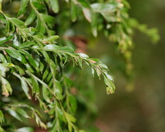 Tmesipteris obliqua