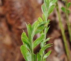 Tmesipteris obliqua