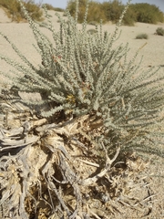 Reaumuria songarica