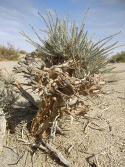 Reaumuria songarica