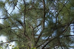 Pinus caribaea