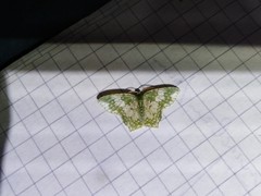 Chloropteryx dealbata