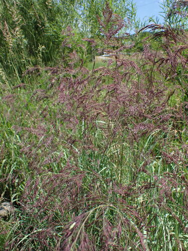 Coastal small-reed (Calamagrostis pseudophragmites)