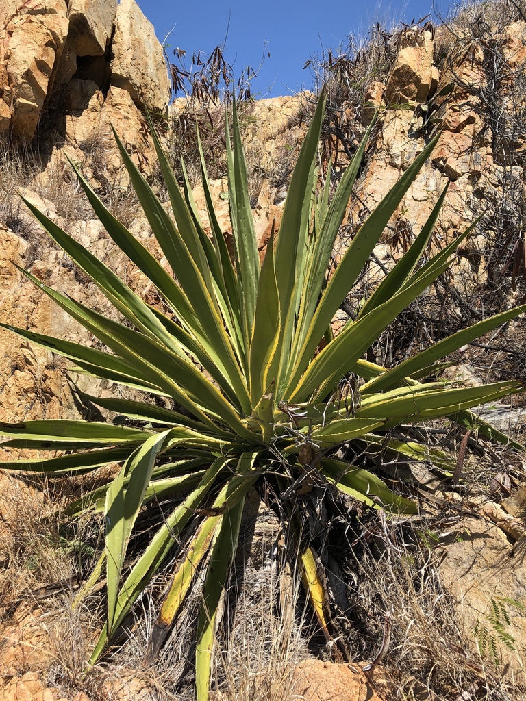 Furcraea selloa var. marginata