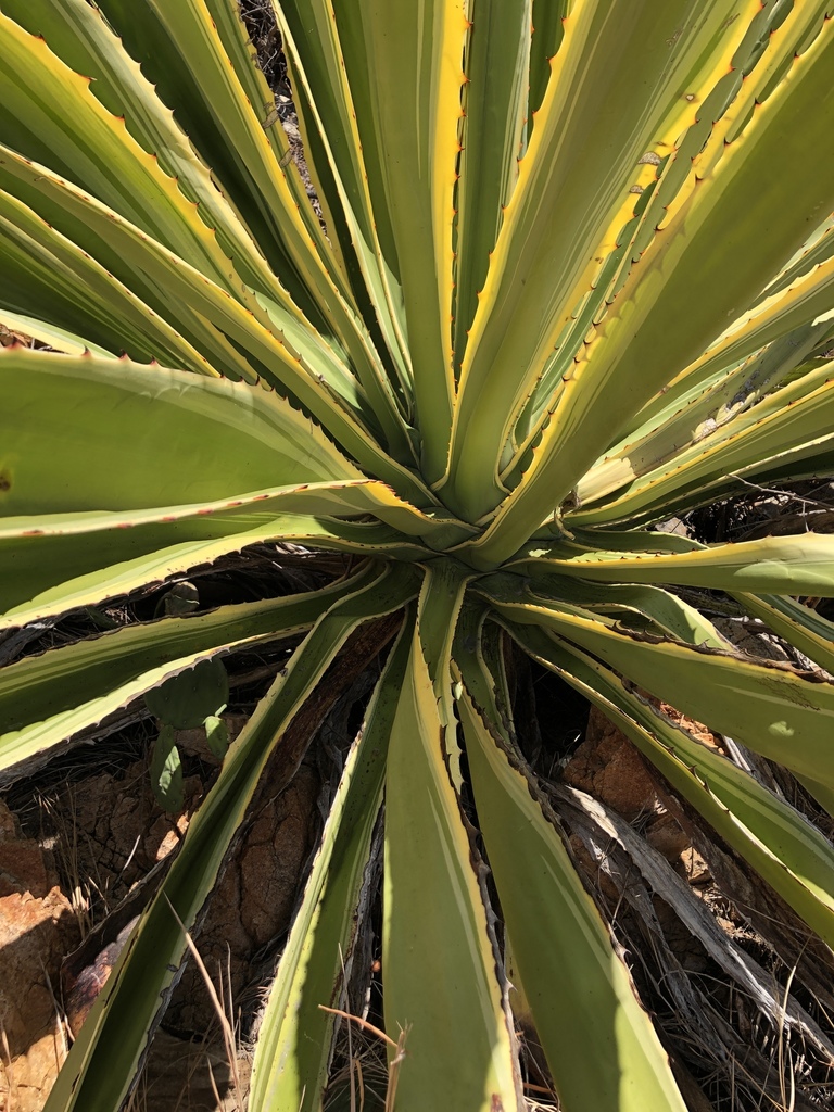 Furcraea selloa var. marginata 2