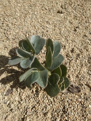 Zygophyllum
