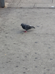 Columba livia domestica