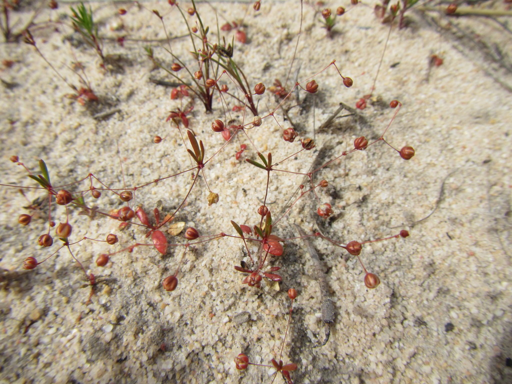Pharnaceum pusillum