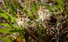 Lachenalia contaminata