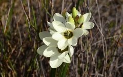Ixia abbreviata abbreviata