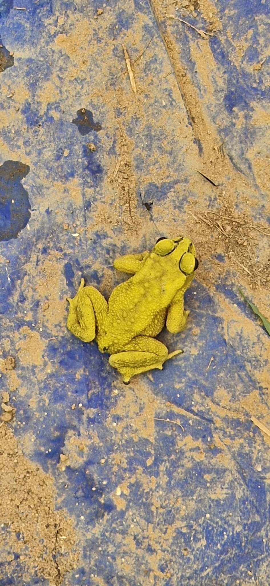 Indian Common True Toad