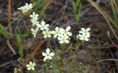 Polycarena gilioides
